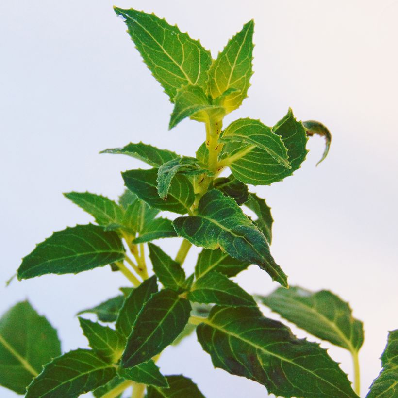 Fuchsia magellanica var. molinae (Foliage)