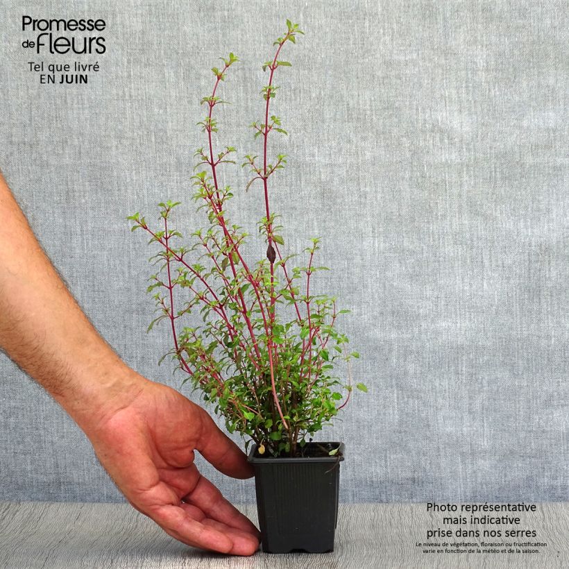 Fuchsia microphylla subsp. microphylla 8/9 cm pot sample as delivered in summer