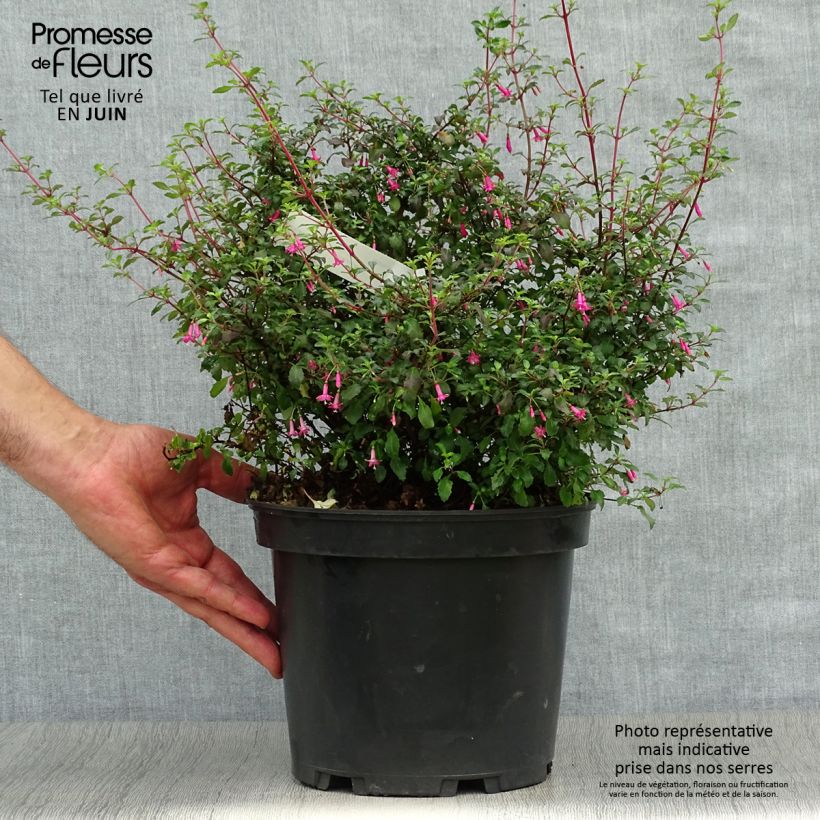 Fuchsia microphylla subsp. microphylla 4L/5L pot sample as delivered in summer