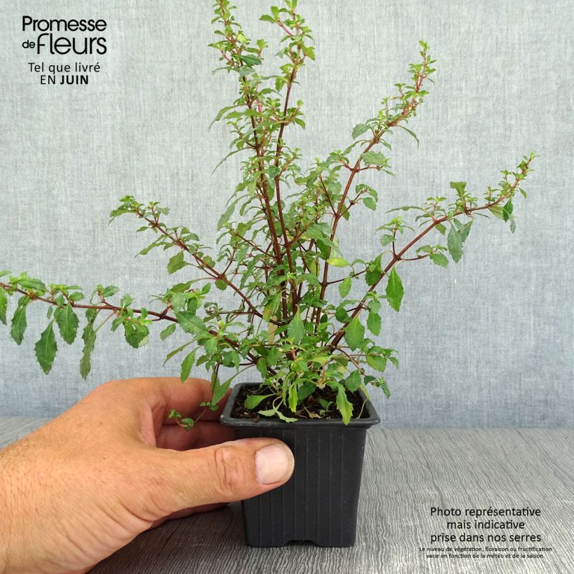 Fuchsia minutiflora 8/9 cm pot sample as delivered in summer