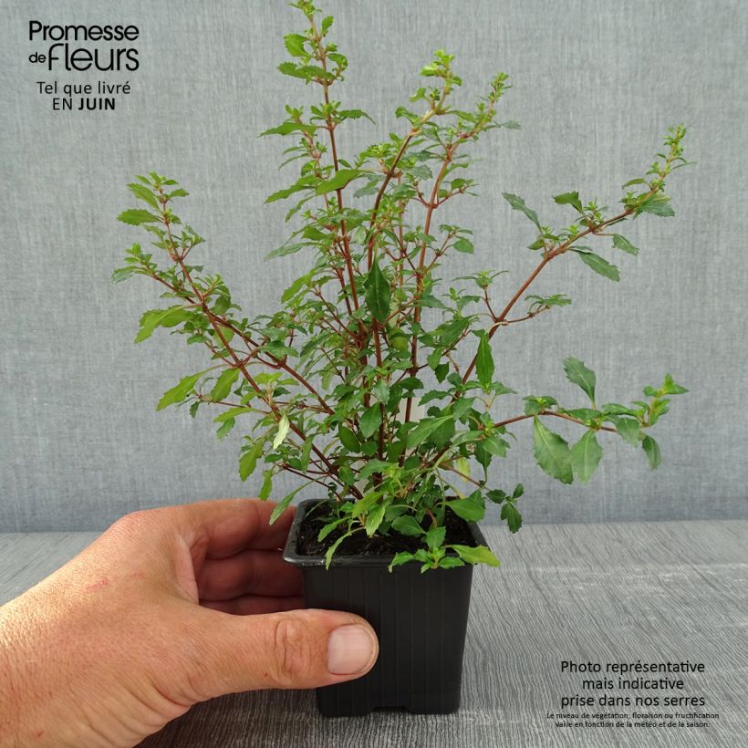 Fuchsia minutiflora - Godet de 8/9 cm sample as delivered in spring
