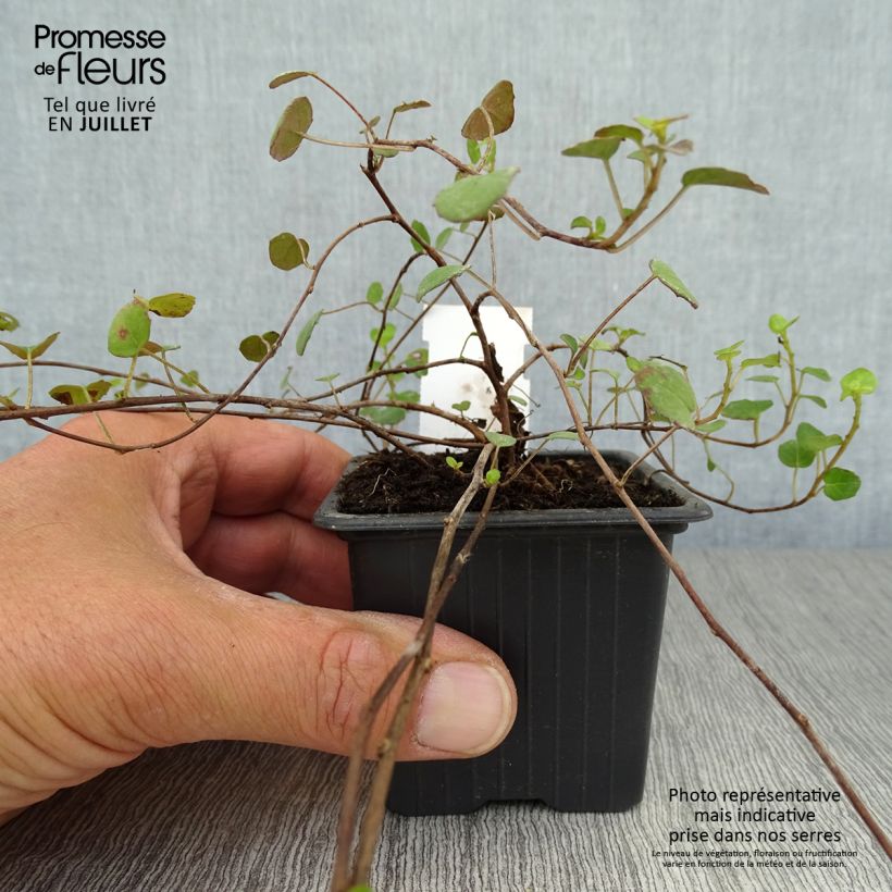 Fuchsia procumbens 8/9 cm pot sample as delivered in summer