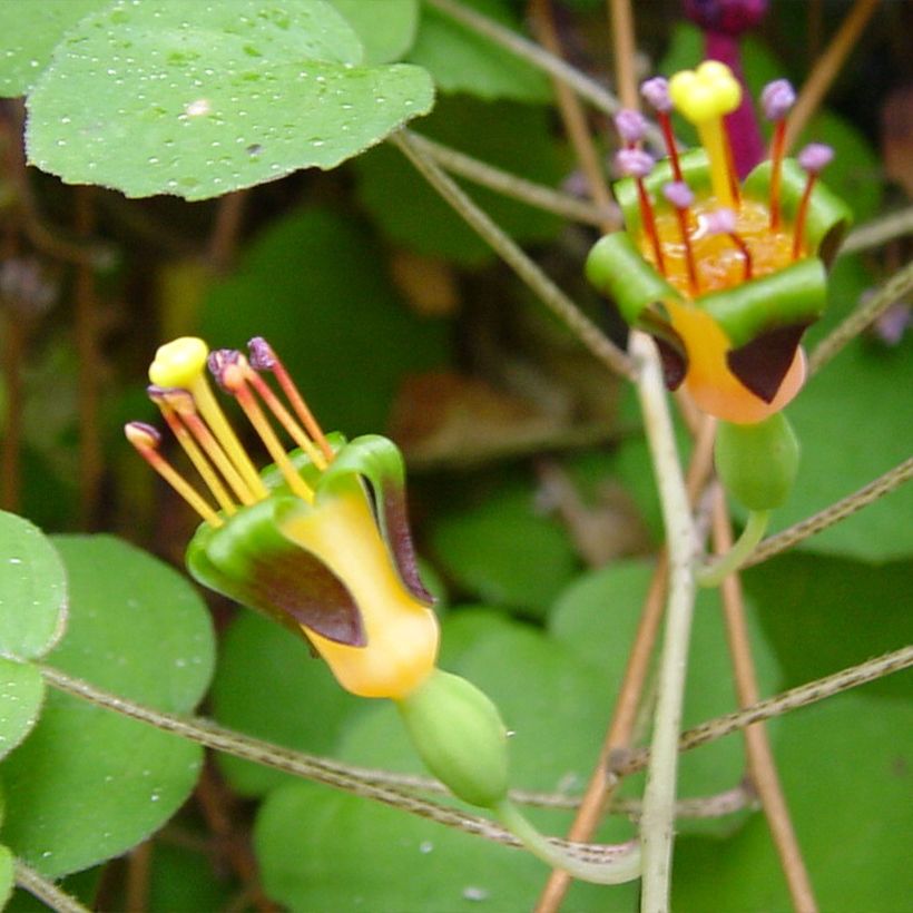 Fuchsia procumbens (Flowering)