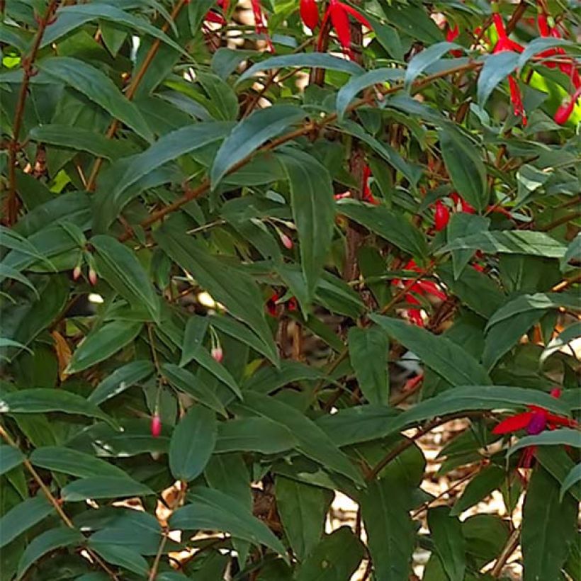 Fuchsia regia Reitzii (Foliage)