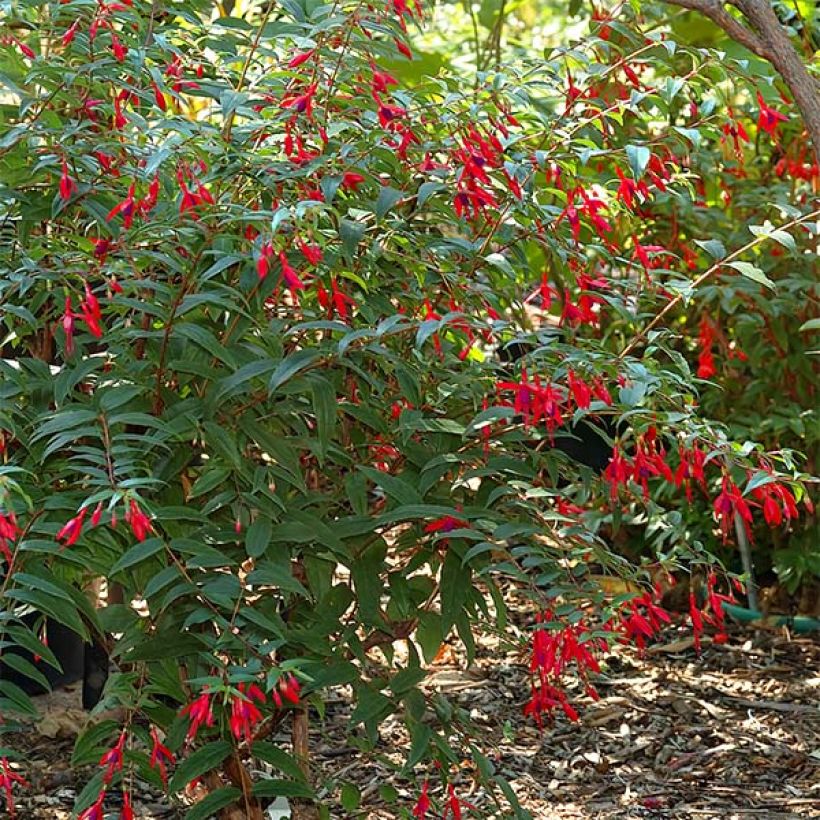 Fuchsia regia Reitzii (Plant habit)