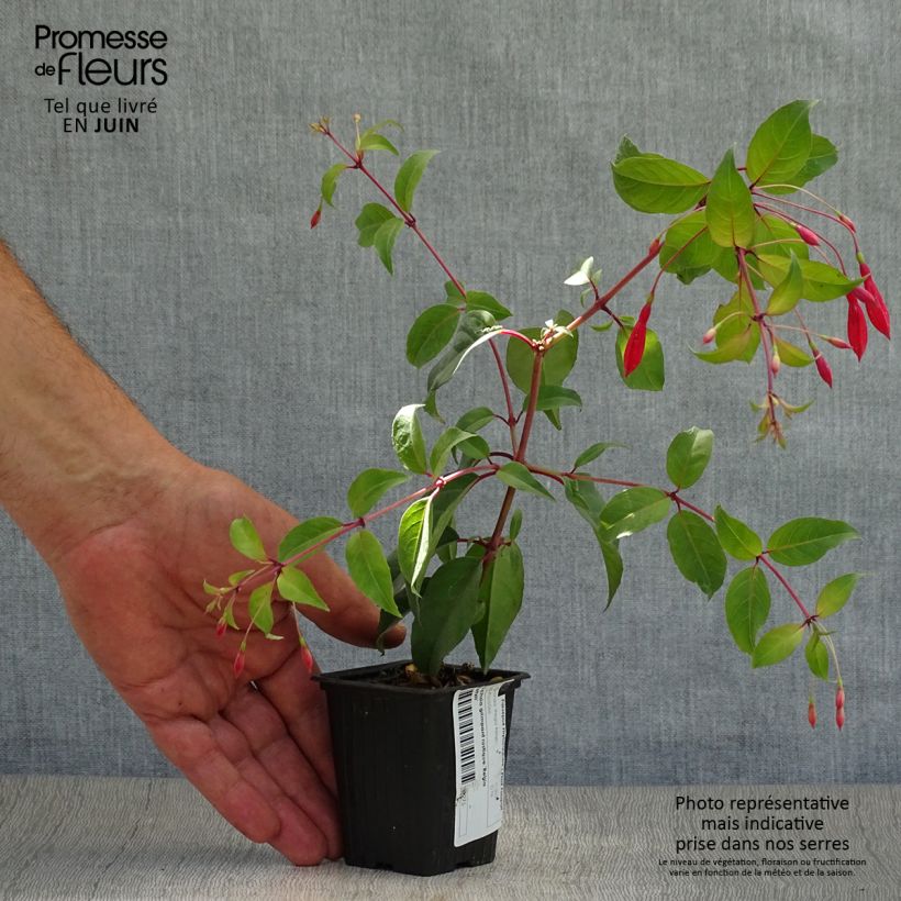Fuchsia regia Reitzii 7/8 cm pot sample as delivered in summer