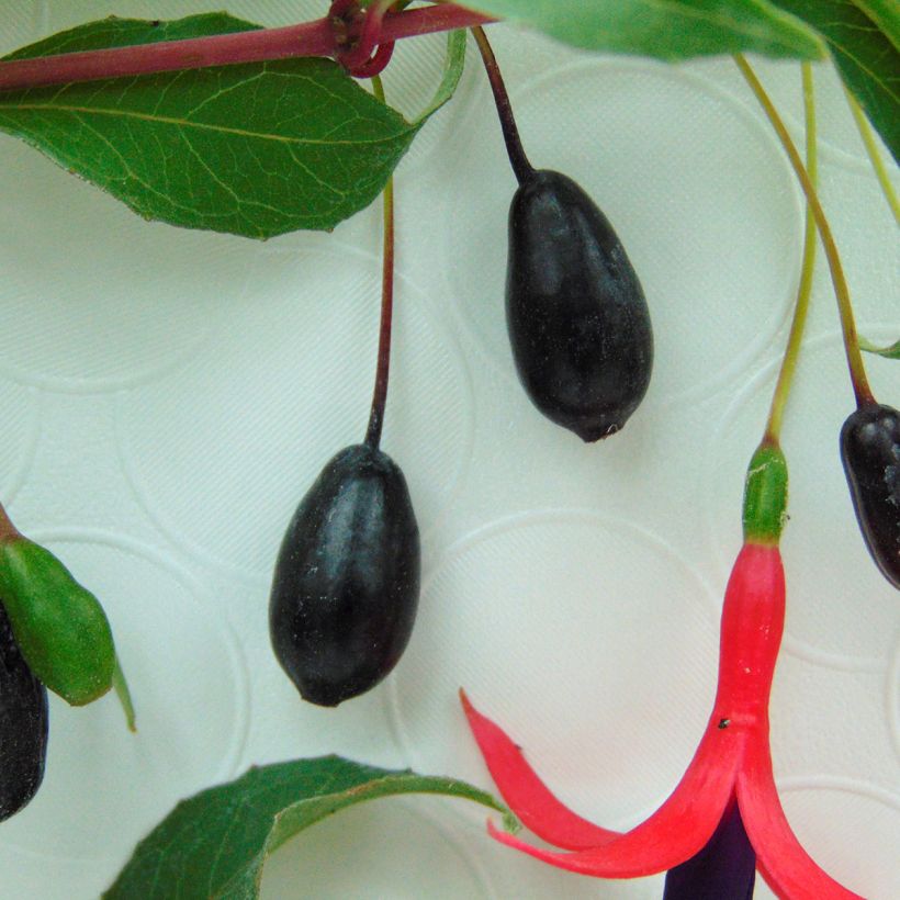 Fuchsia regia Reitzii (Harvest)