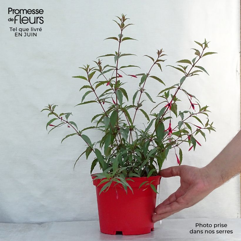 Fuchsia regia Reitzii 2L/3L pot sample as delivered in summer