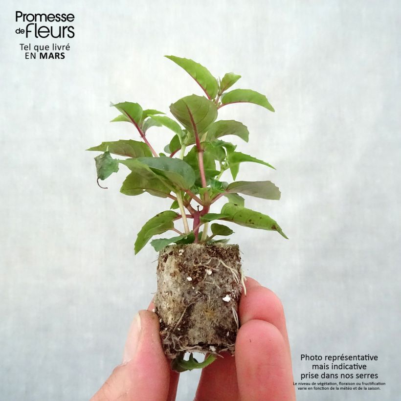 Fuchsia Bella Laura Plug plant 3/4cm sample as delivered in spring