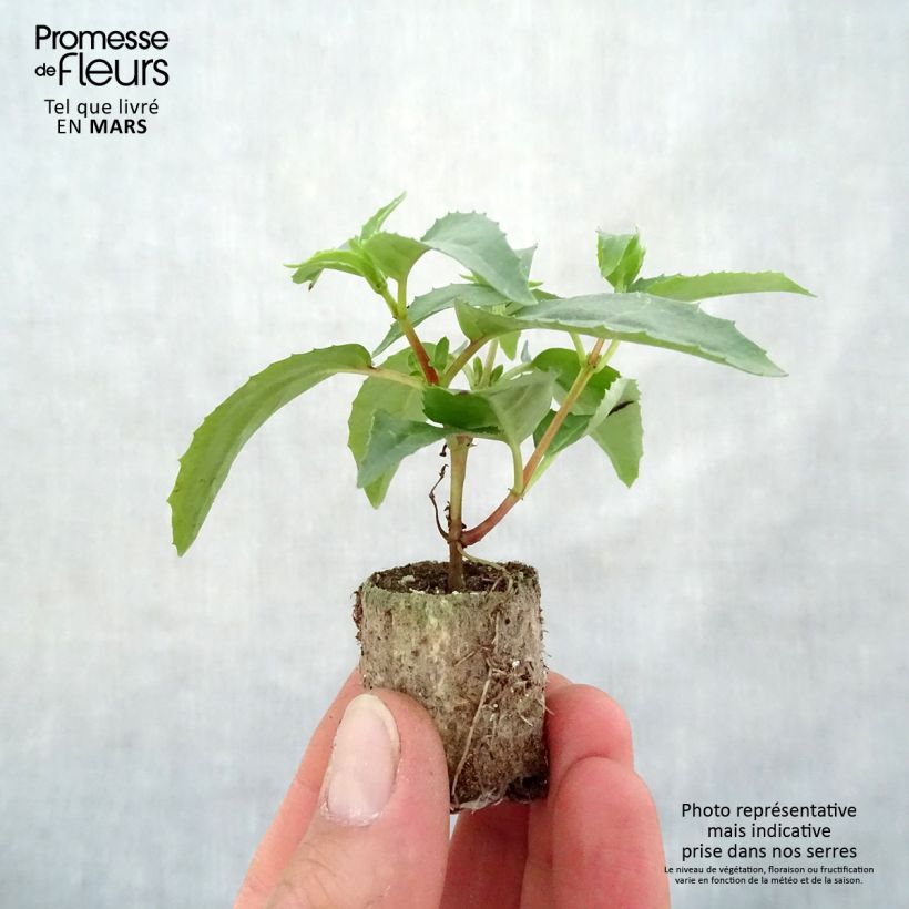 Fuchsia Blue Angel Plug plant 3/4cm sample as delivered in spring