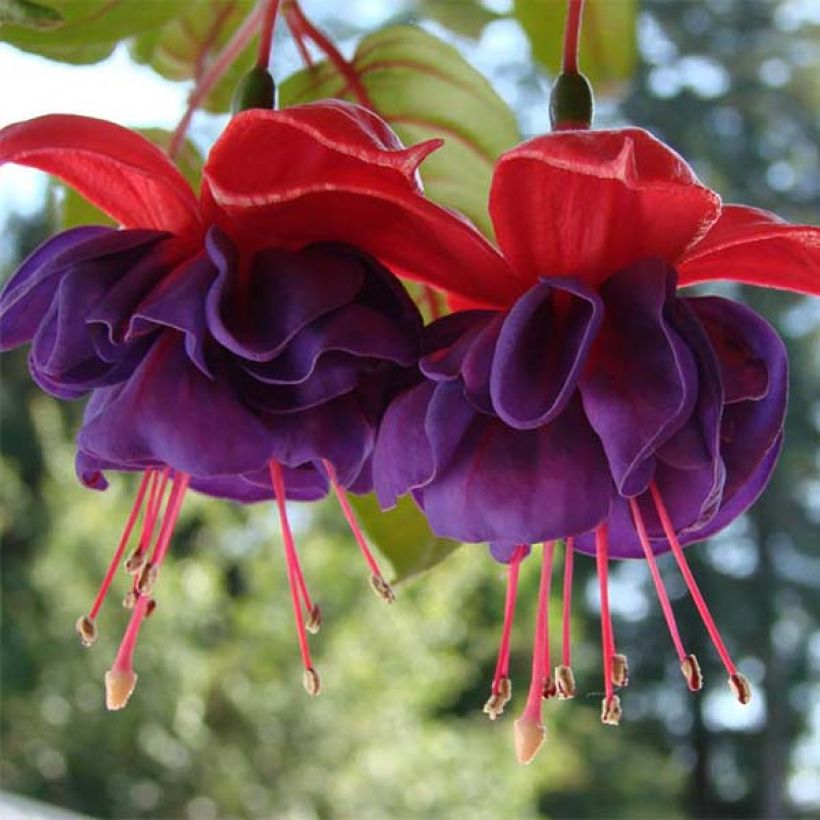 Fuchsia Dark Eyes (Flowering)