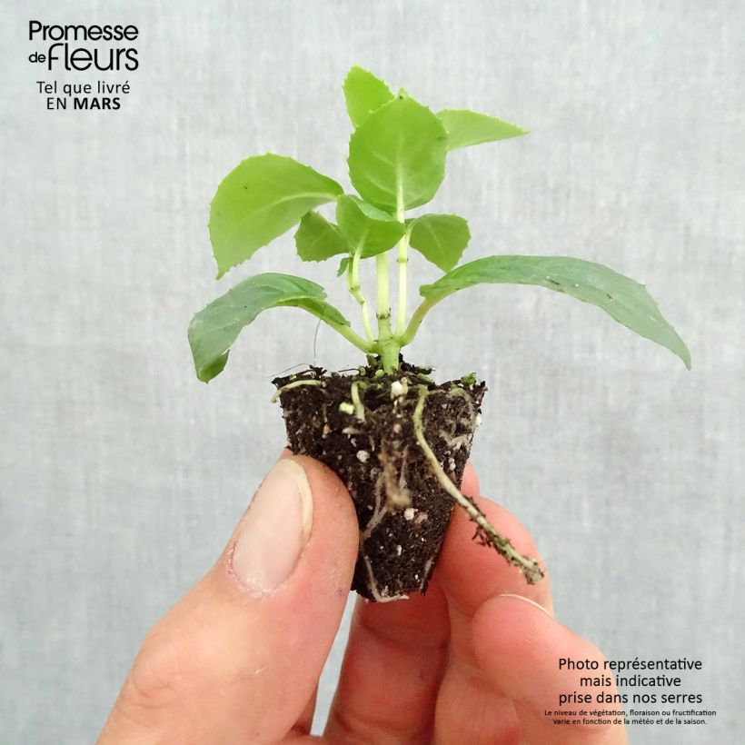 Fuchsia Holly Beauty Plug plant 3/4cm sample as delivered in spring