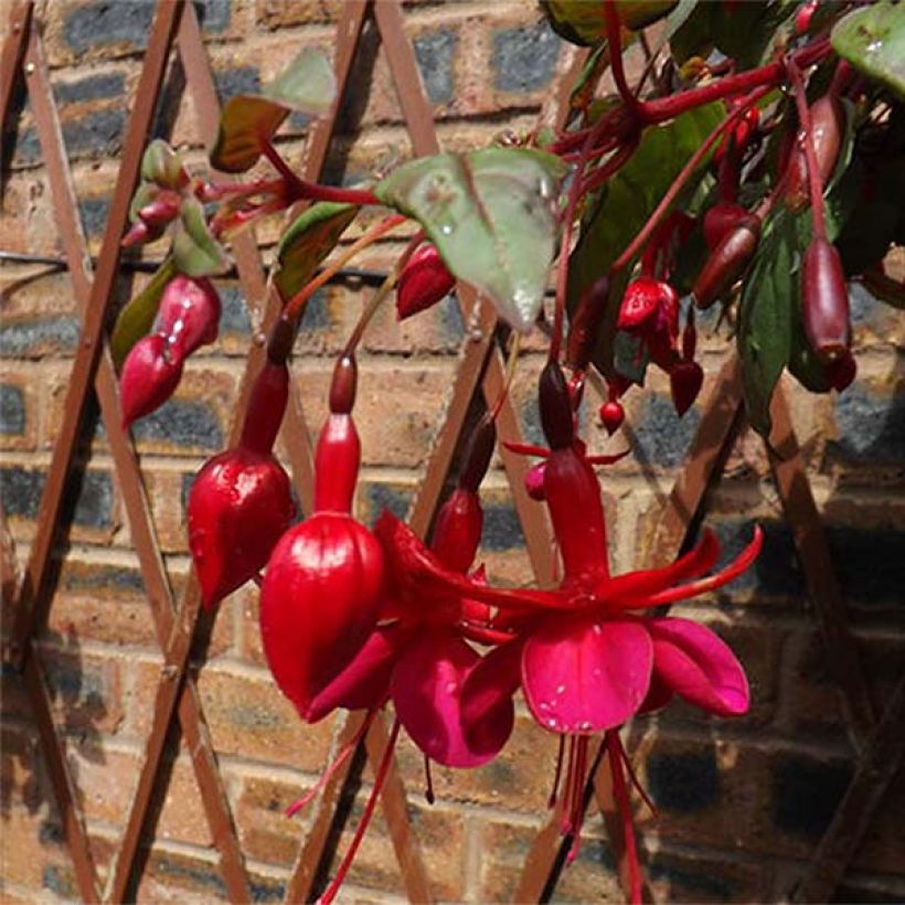 Fuchsia Marinka (Flowering)