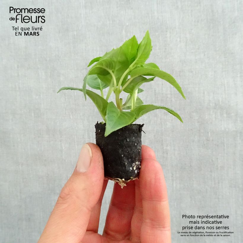 Fuchsia Pink Galore Plug plant 1.5/2.5 cm sample as delivered in spring