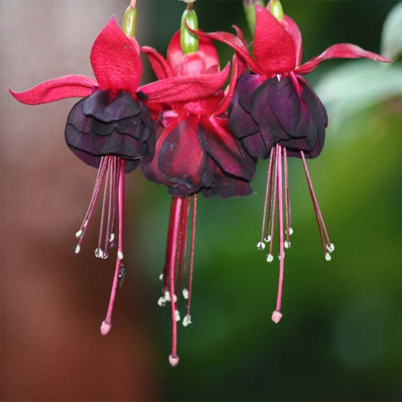 Trailing Fuchsia Rohees New Millenium (Flowering)