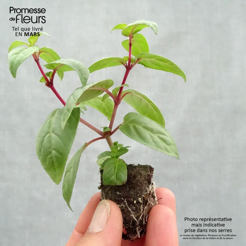 Trailing Fuchsia Rohees New Millenium Plug plant 3/4cm sample as delivered in spring