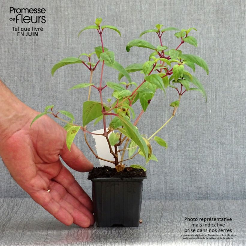 Trailing Fuchsia Rohees New Millenium 8/9 cm pot sample as delivered in summer