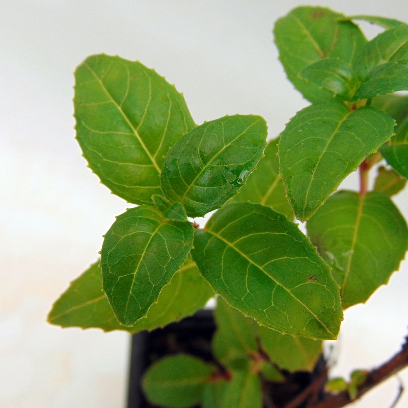 Fuchsia Royal Mosaic (Foliage)