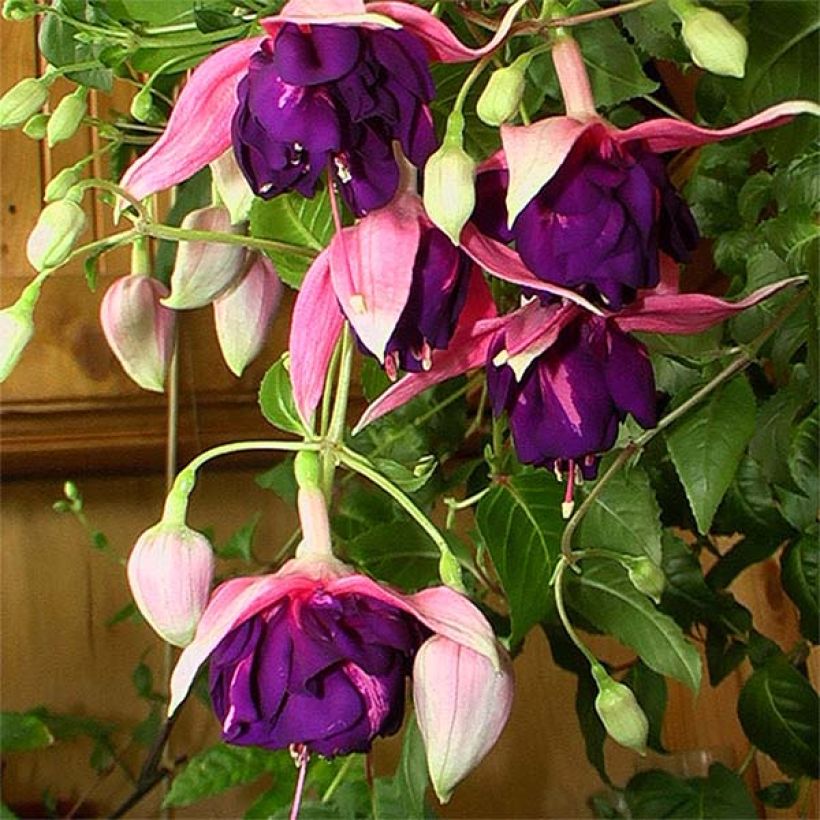 Fuchsia Royal Mosaic (Flowering)