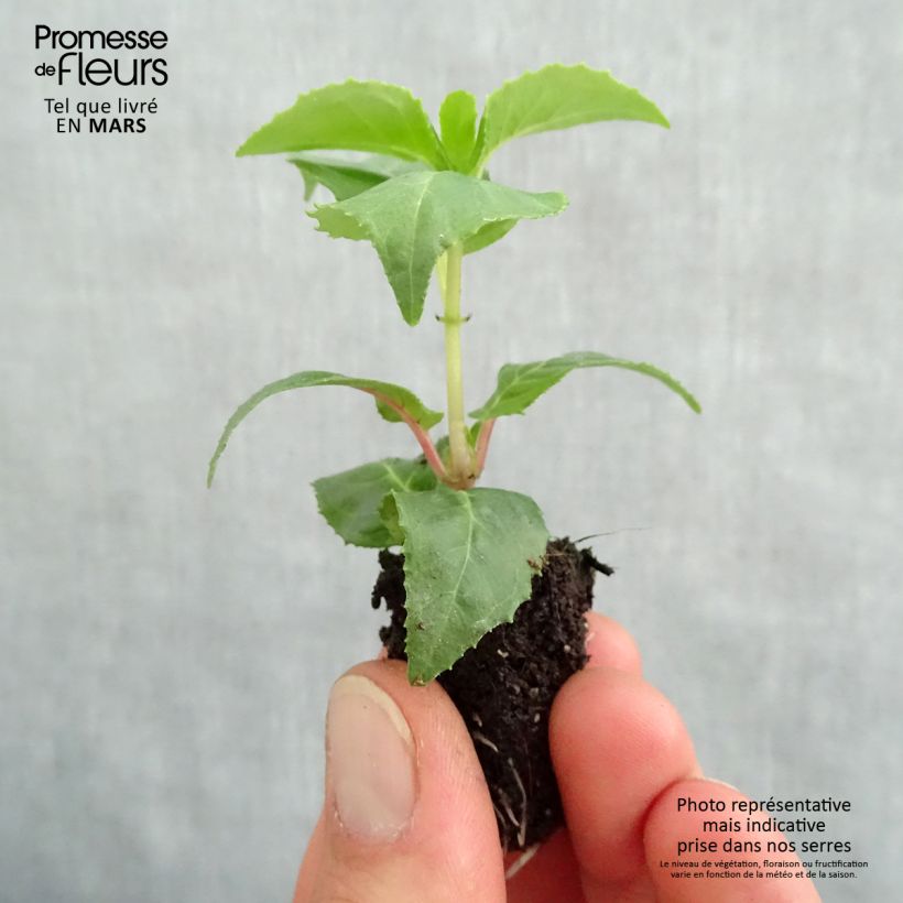 Fuchsia Royal Mosaic Plug plant 1.5/2.5 cm sample as delivered in spring