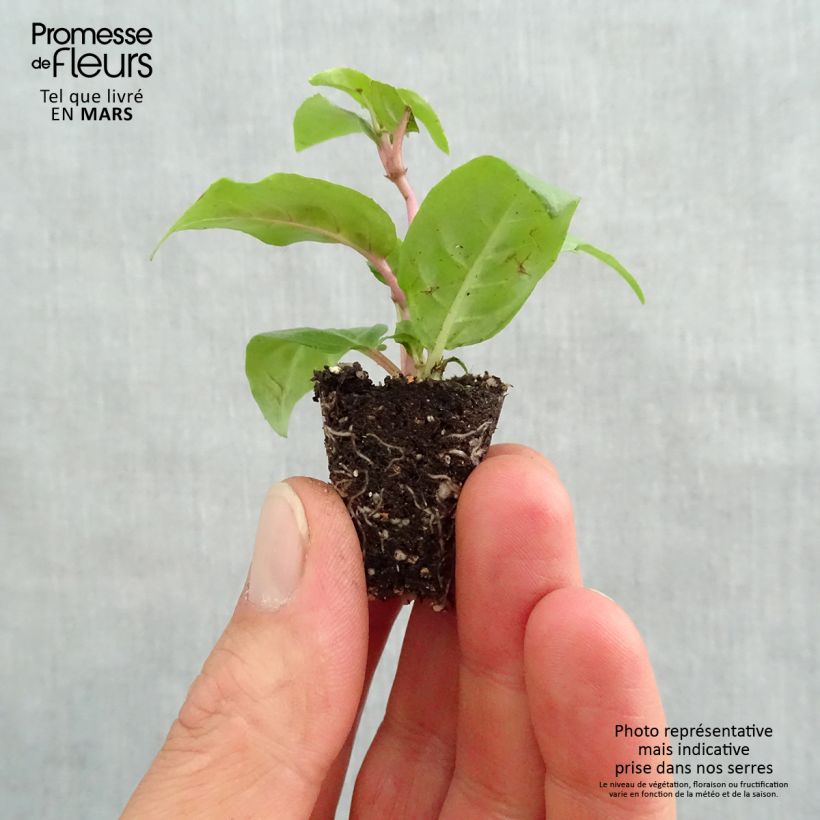 Fuchsia Maori Maid Plug plant 3/4cm sample as delivered in spring