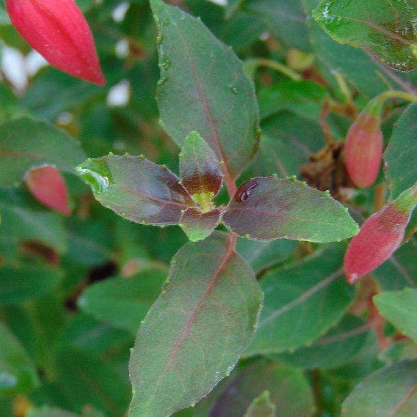 Fuchsia hybrida Alice Hoffman (Foliage)