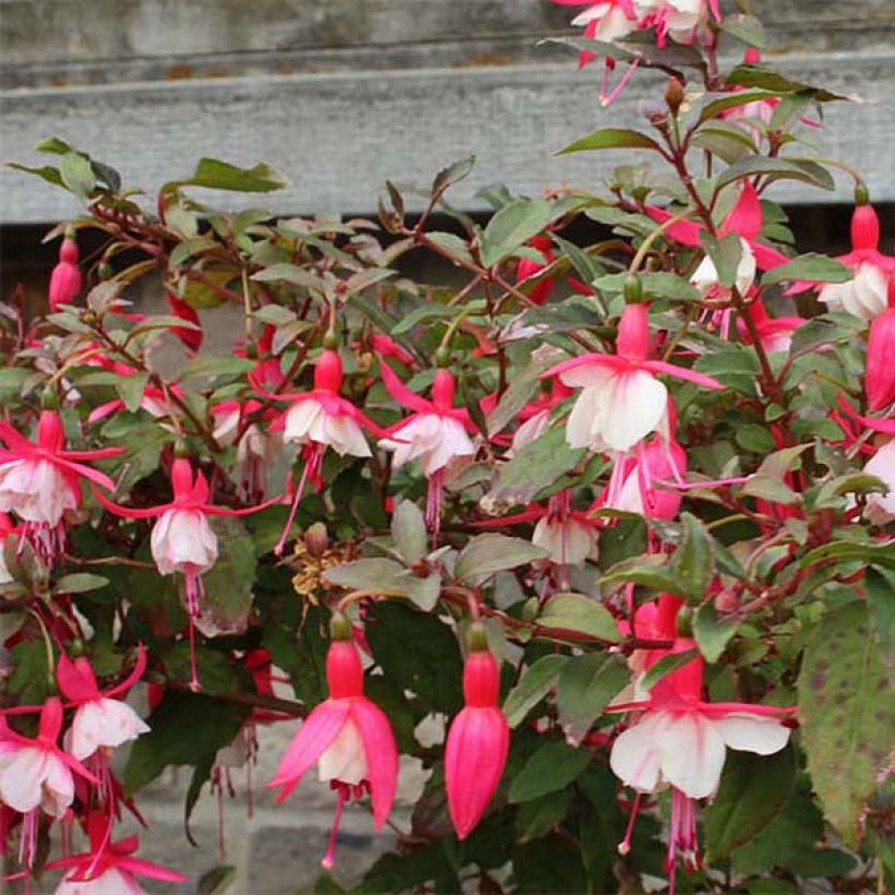 Fuchsia hybrida Alice Hoffman (Flowering)