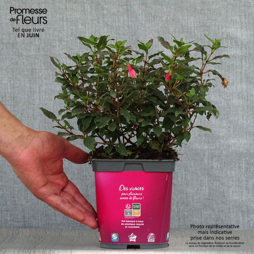 Fuchsia hybrida Alice Hoffman 2L/3L pot sample as delivered in summer