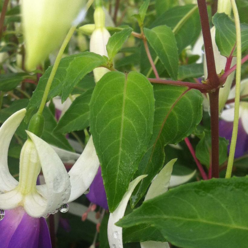 Fuchsia Blue Sarah (Foliage)