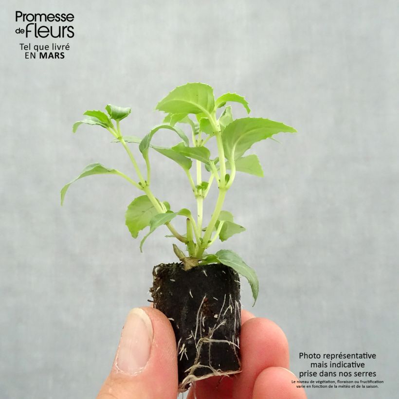 Fuchsia Blue Sarah Plug plant 3/4cm sample as delivered in spring