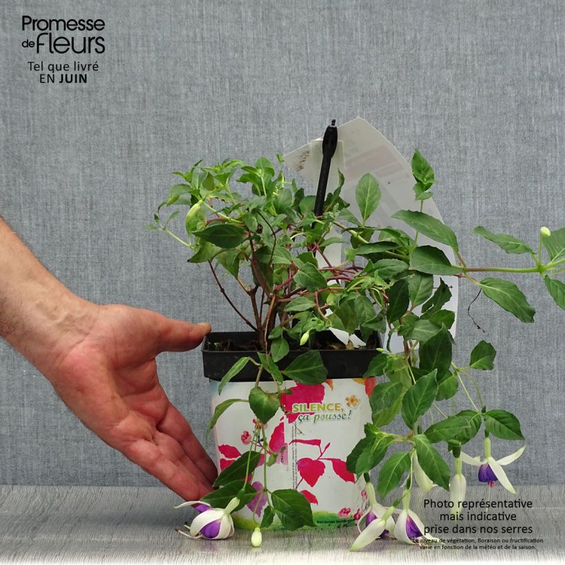 Fuchsia Blue Sarah 2L/3L pot sample as delivered in summer