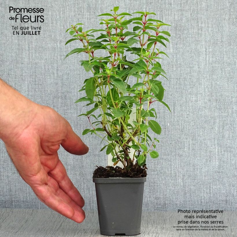 Fuchsia venusta Lady Thumb 8/9 cm pot sample as delivered in summer
