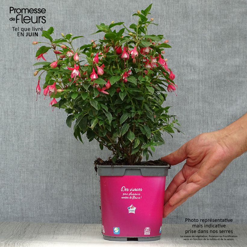 Fuchsia venusta Lady Thumb 2L/3L pot sample as delivered in summer