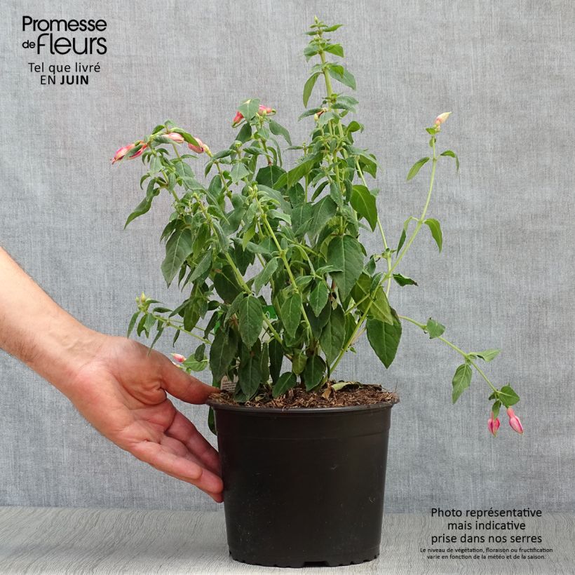 Fuchsia Margaret 2L/3L pot sample as delivered in summer