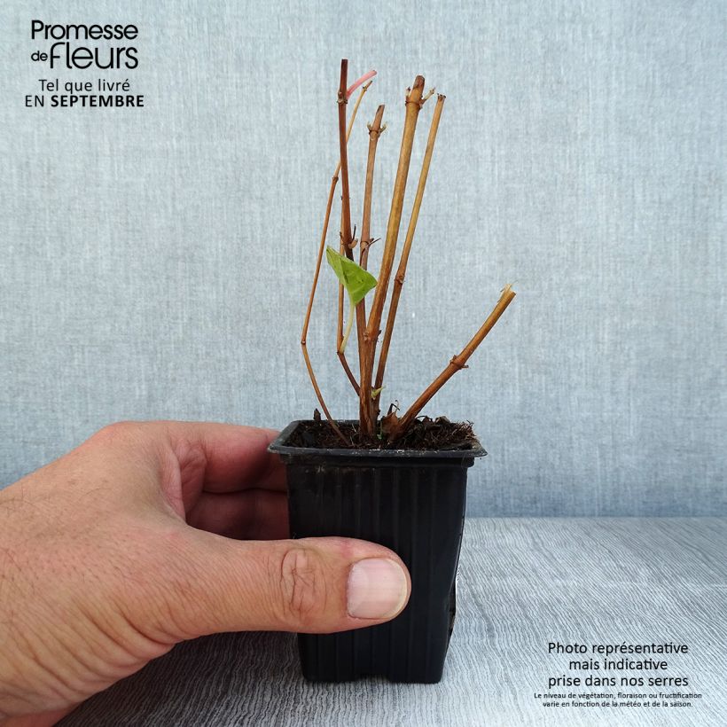 Fuchsia Marjory Black 7/8 cm pot sample as delivered in summer