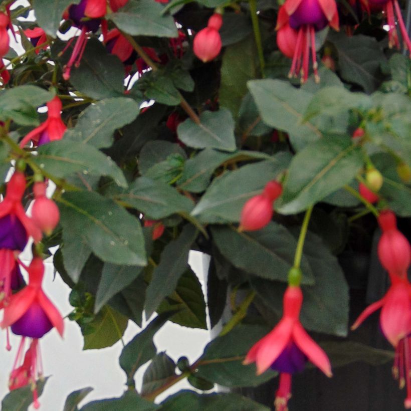 Fuchsia Mrs Popple (Foliage)