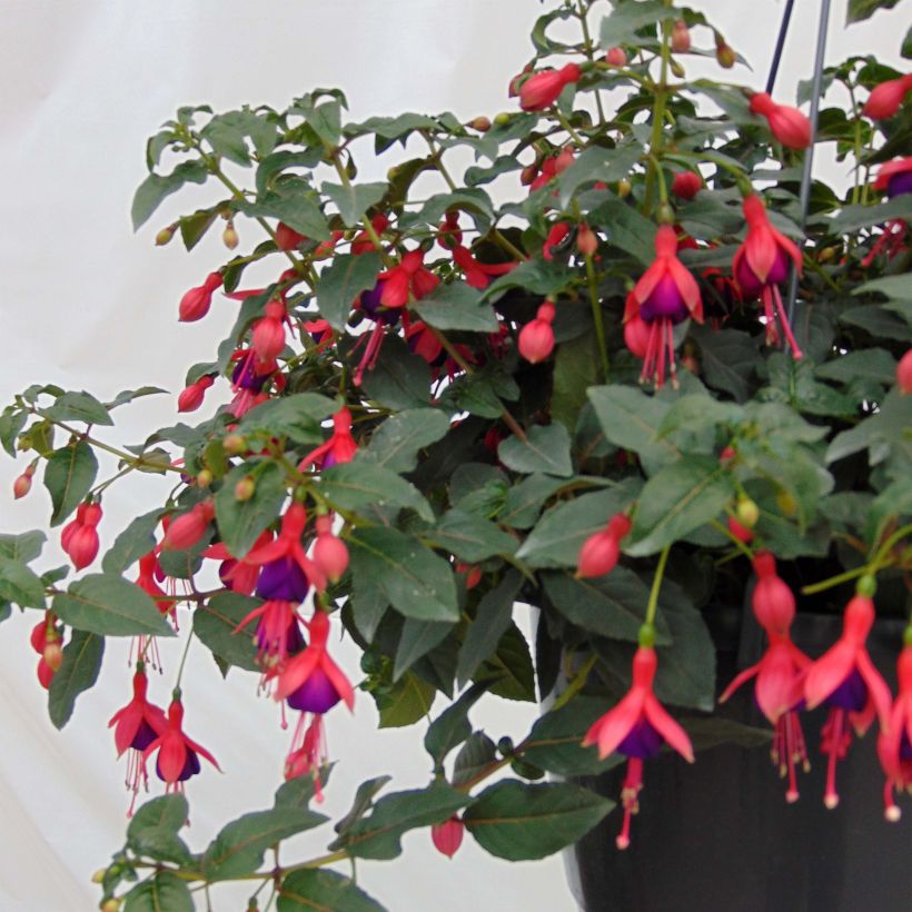 Fuchsia Mrs Popple (Plant habit)