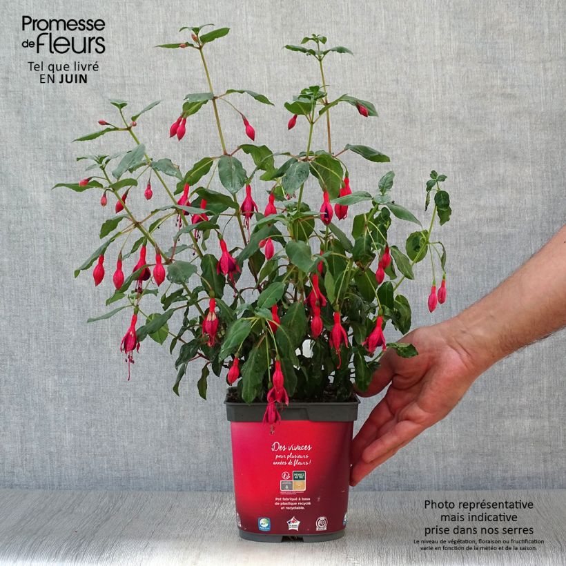 Fuchsia Mrs Popple 2L/3L pot sample as delivered in summer