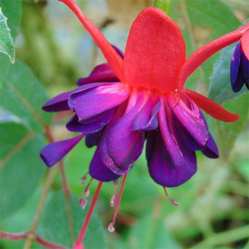 Fuchsia Princess Dollar (Flowering)