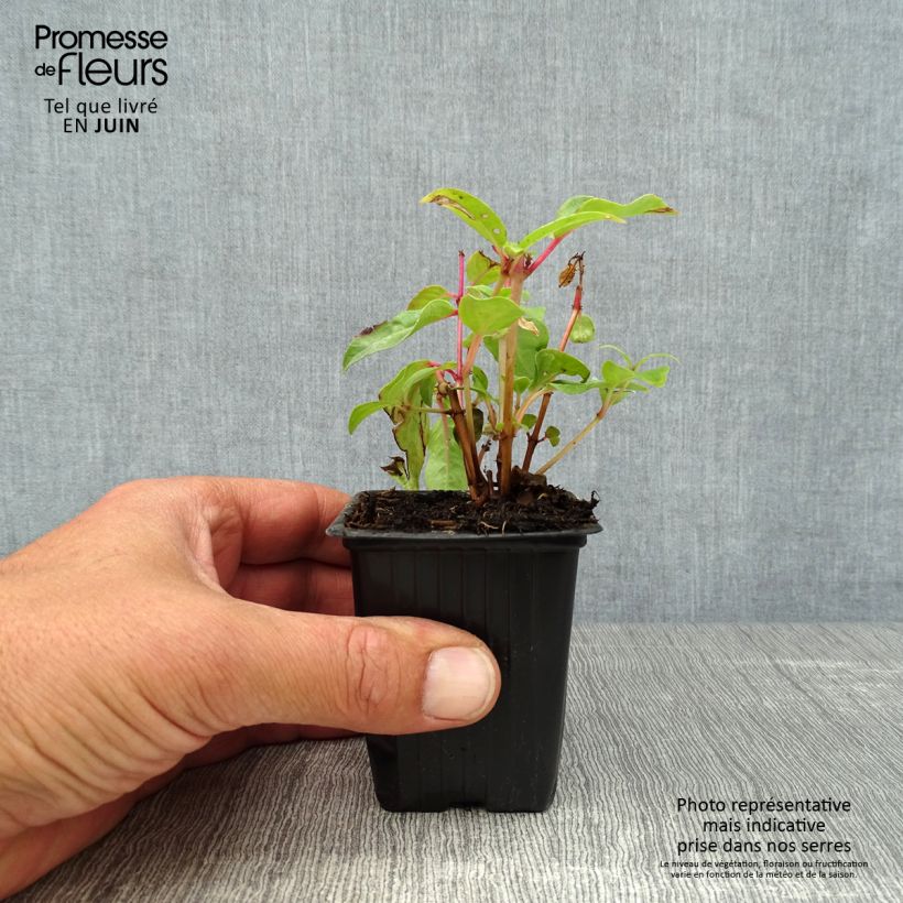 Fuchsia Princess Dollar 7/8 cm pot sample as delivered in summer