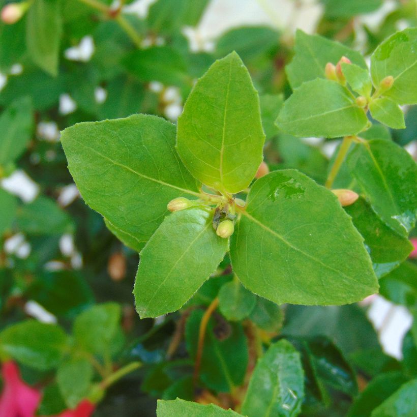 Fuchsia venusta Tom Thumb (Foliage)