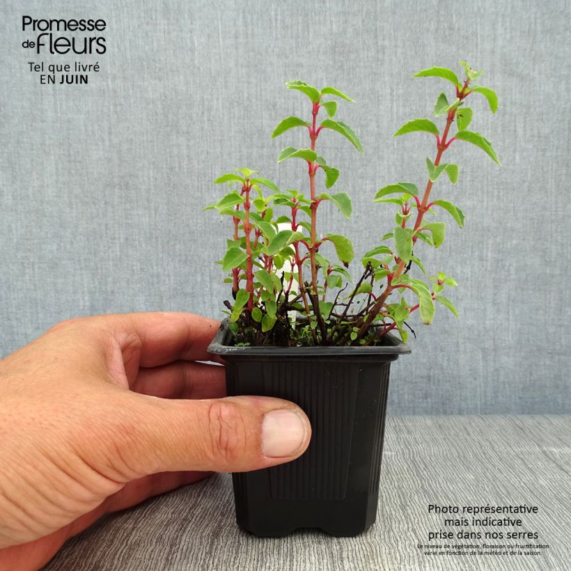 Fuchsia venusta Tom Thumb 8/9 cm pot sample as delivered in summer