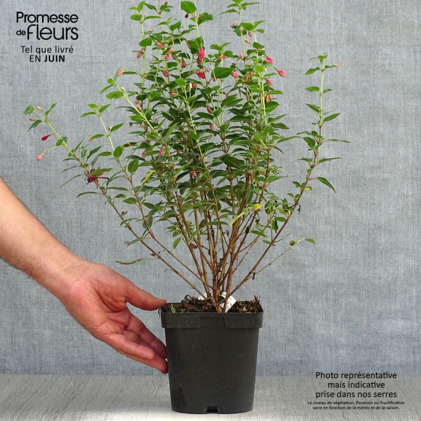 Fuchsia venusta Tom Thumb 2L/3L pot sample as delivered in summer