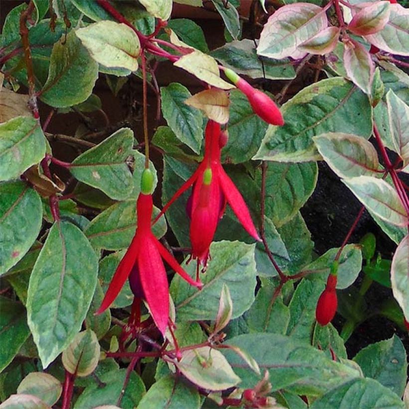 Fuchsia Tom West (Flowering)