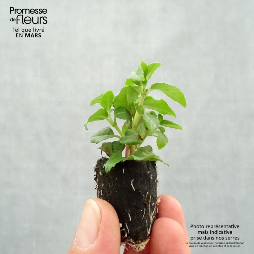 Fuchsia Bella Diana Plug plant 3/4cm sample as delivered in spring