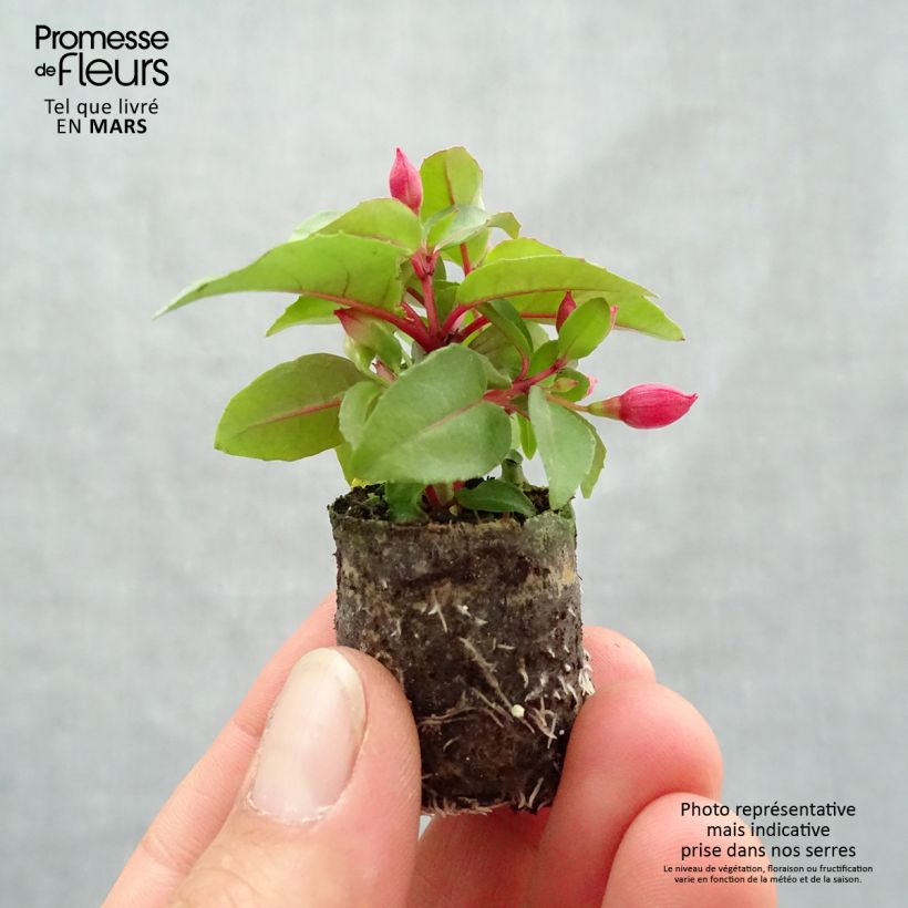 Fuchsia Bella Lydia Plug plant 3/4cm sample as delivered in spring