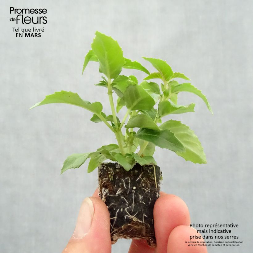 Fuchsia Bella Nora Plug plant 3/4cm sample as delivered in spring