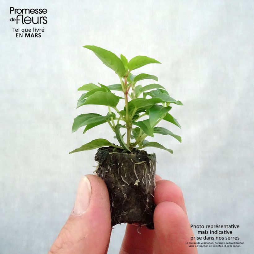 Fuchsia Bella Sophia Plug plant 3/4cm sample as delivered in spring