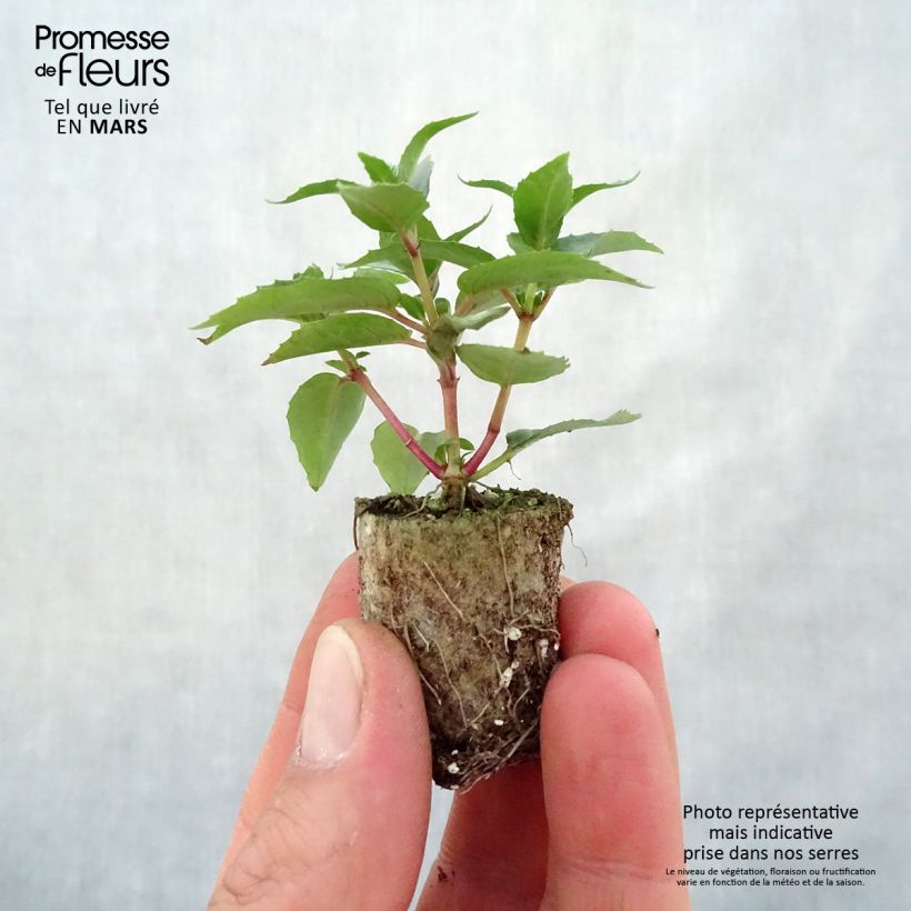 Fuchsia Rosalien Plug plant 3/4cm sample as delivered in spring