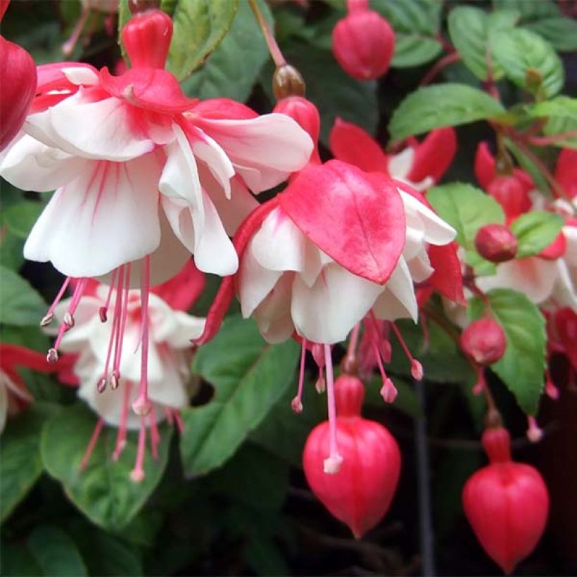 Fuchsia Swingtime (Flowering)